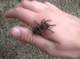 More images for baby pictures of tarantulas » My Chaco Golden Knee Baby Tarantula Handling Youtube