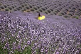 Lavanta turlari türkiye ve diğer ülkelerdeki lavanta turlarını i̇nceleyebilirsiniz ! 17 Kadinin Binbir Emekle Kurdugu Isparta Daki Lavanta Kokulu Koy Yemek Com