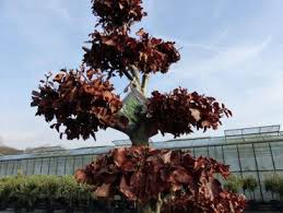 Damit ihr die raupe schnell erkennen und bekämpfen könnt, haben wir hier alle tipps um den buchsbaumzünsler und die pflege des buchsbaumes vom schneiden bis zum entsorgen zusammengestellt. Fagus Sylvatica 260 Cm Rotbuche Buche Bonsai Formgeholz Mit Xxl Stamm Jh Grunwaren