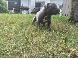 Enter your email address to receive alerts when we have new listings available for xl bully puppies for sale uk. Xl Bully Pups For Sale In Orlando Florida Classified Americanlisted Com