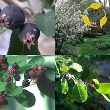 Image result for Amelanchier ovalis