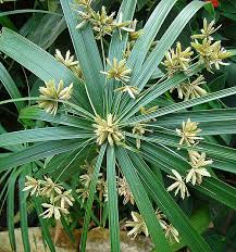 Image result for Cyperus chersinus