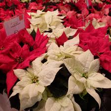 Ataturk Cicegi Poinsettia Christmas Star Red Leaves Poinsettia Messe Essen Germany Almanya Poinsettia Ataturk Cicegi Vine