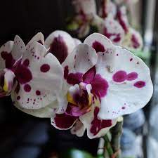Pin On Orchid