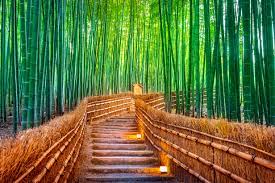 The bamboo forest, as the name suggests, is covered in bamboo. Arashiyama Bamboo Forest Kyoto Arrivalguides Com