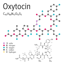 Oxytocin, analog and knockout mice | researchgate, the professional network for scientists. Chemical Formula Structure And Model Of The Oxytocin Molecule Royalty Free Cliparts Vectors And Stock Illustration Image 108500134