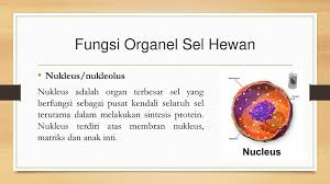 Membran sel adalah bagian terluar dari sel. Organel Sel Hewan Dan Fungsinya Ppt Download