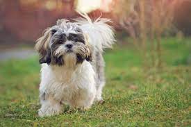 Shih Tzu Dog Breed Hypoallergenic Health And Life Span Petmd