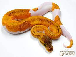 Lemon Blast Yellow Belly Pied Morph List World Of Ball Pythons Ball Python Cute Snake Cute Reptiles