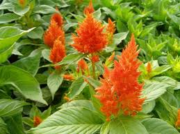 Image result for Celosia elegantissima