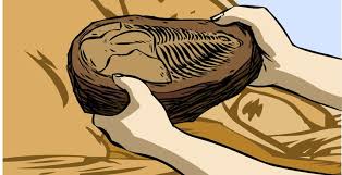 Résultat de recherche d'images pour "formation fossile"