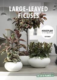 Image result for F kus Ficus
