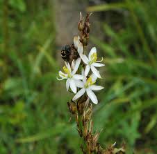 Image result for Chlorophytum macrophyllum