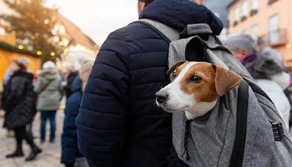 Dog Travel Essentials: Must-Have Accessories | Pedigree India