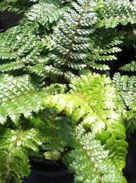 We did not find results for: Leatherwood Fern Greenhouse Details Canton Road Garden Center Akron Ohio