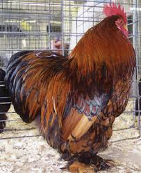 Check spelling or type a new query. Golden Laced Cochin Bantam Chickens Baby Chicks Cackle Hatchery