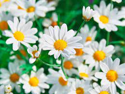 We did not find results for: How To Grow And Care For Chamomile Lovethegarden