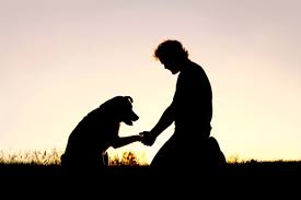 This video offers comfort and support if you're wondering what your dying dog thinks about pet euthanasia or if you're grieving the loss of a pet after euthanasia. Why We Need To Take Pet Loss Seriously Scientific American