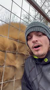 Safety Precautions with Big Cats: Why I Don't Enter Enclosures