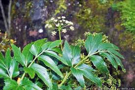 Image result for Apiaceae