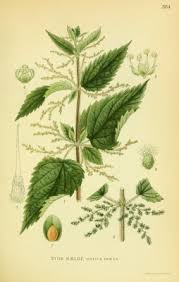 Image result for Urtica