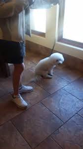 High country vet clinic 7568 e addis ave prescott valley az 86314. Prescott Valley Pet Clinic Home Facebook