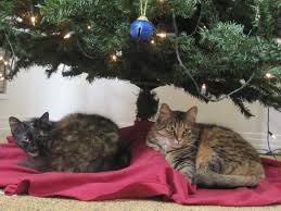 We did not find results for: Homepage Big Slide Coronado Times Page 15