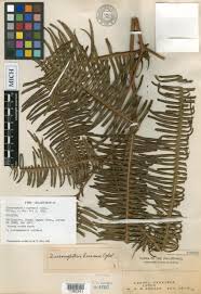 Image result for Dicranopteris elegantula