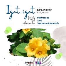 Image result for Sida javensis