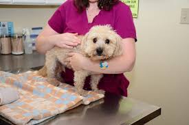 Plaza pet clinic ei tegutse valdkondades veterinaarid ja loomakliinikud. Plaza Pet Clinic 1855 Senseny Rd Winchester Va Veterinarians Mapquest