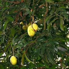 Image result for Mangifera