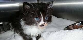 The table below lists some common costs involved in a declaw procedure. Cat Kitten Feline Veterinary Care Advanced Care Pet Hospital Saint Cloud Mn