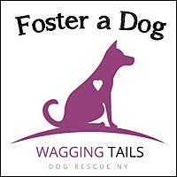 Wagging tails pet resort is tempe's premier provider of grooming, boarding, and daycare services. Wagging Tails Dog Rescue Ny In Thornwood New York