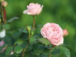 Flowers that look like roses without thorns. Cinderella Miniature Roses Stunning Rose Variety Without Thorns For Hassle Free Gardening Rose Varieties Rose Rose Bush