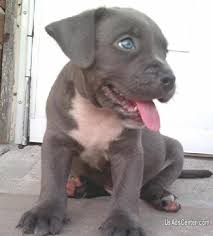 California, ca ,blue pitbull puppies, for sale, blue nose pit bulls. Purebreed Blue Nose Pit Bull Puppies For Sale Pets For Sale In New York Usadscenter Com Mobile 53304