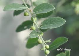 Image result for Phyllanthus reticulatus