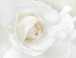Image result for white rose