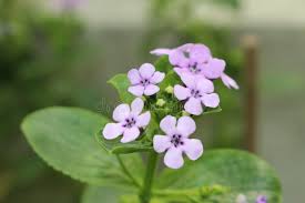 Image result for Teedia lucida