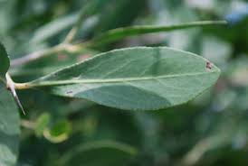 Image result for Gymnosporia senegalensis