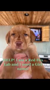 Southern Bird Dog Names