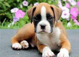 Boxers are the best dogs according to their fans only need to ask a boxer lover to know these dogs are grand xcept when owned by people who don't know what they' ve got every now and then you meet one, who's just been left to rot rescue me they plead, i still know lots of tricks, wash me off, give. Boxer Puppies For Adoption The Y Guide