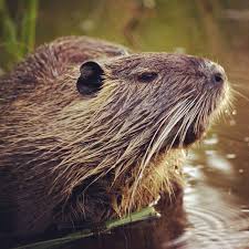 Odnazhdy V Moskve Nutria Coypu Animal Mammal Rodent Water Life Wild Wildlife Biology Fauna Lomo Lomography Summer Fur Animali