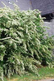 Image result for Pycnosphaera buchananii