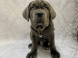 Maybe you would like to learn more about one of these? Neapolitan Mastiff Puppies Petland Bradenton