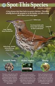Brown Birds Of East Texas Brown Thrasher Backyard Birds Watching Thrasher Bird Brown Thrasher