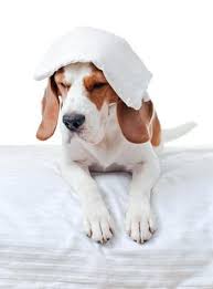 Chien Qui Tremble Pourquoi Mon Chien Tremble T Il Vetostore