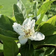 Check spelling or type a new query. Medlar Mespilus Germanica Buy Heritage Fruit Trees Habitat Aid