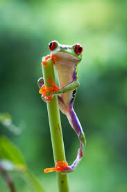 It S Ten Years Since David Attenborough And The Bbc Gave The World Planet Earth But Now They Re Back With Planet E Ausgestopftes Tier Bilder Rotaugenlaubfrosch