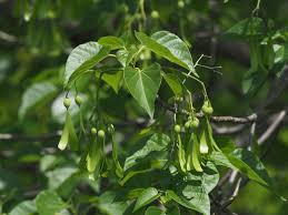 Image result for Gyrocarpus