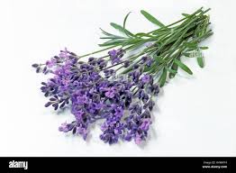 English Lavender (Lavandula angustifolia, Lavandula vera, Lavandula  officinalis) flowering stems, studio picture Stock Photo